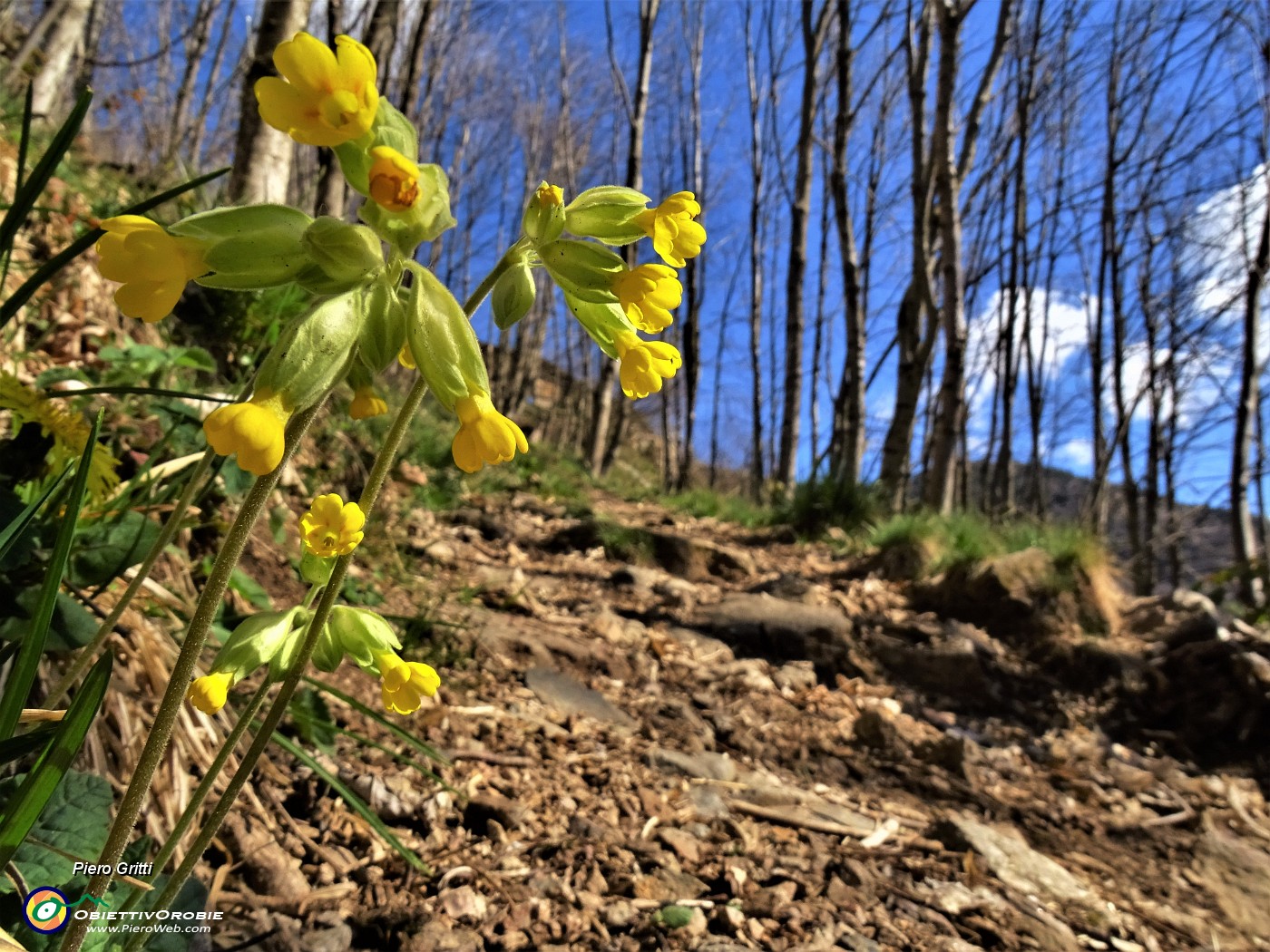 15 Primula veris (Primula odorosa).JPG